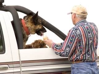 dog-in-truck