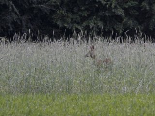 Deer in Field