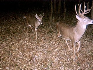 Midwest Whitetails