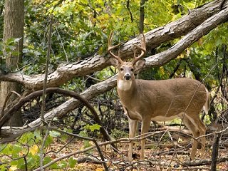 Whitetail Hunting in the Rain - LiveOutdoors