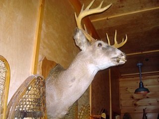 bad deer mount