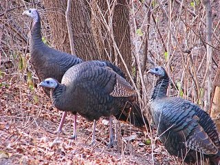 eastern turkeys