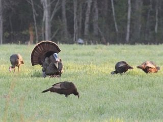 turkey flock