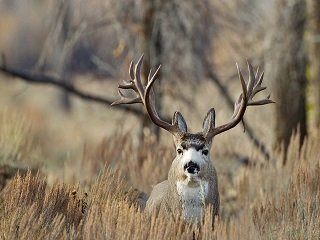 Monster Mule Deer Buck