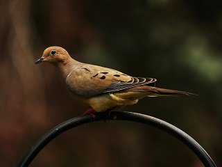 Mourning_dove