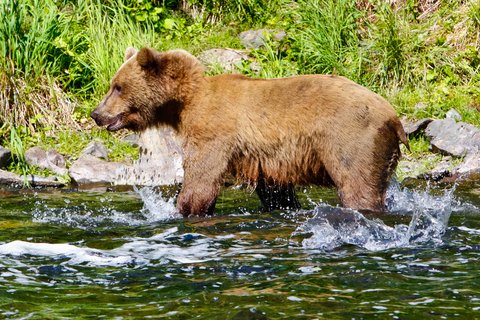 Tips for Basic Black Bear Baiting - LiveOutdoors