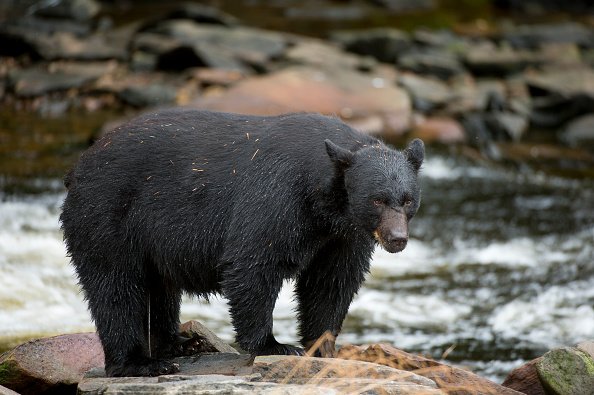 Tips For Basic Black Bear Baiting Liveoutdoors