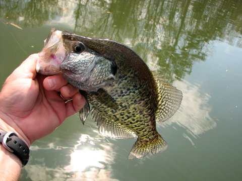 4 Tips for Spider Rigs for Crappie