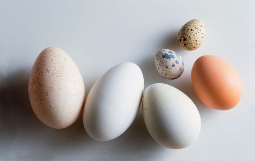 eggs (520x329)