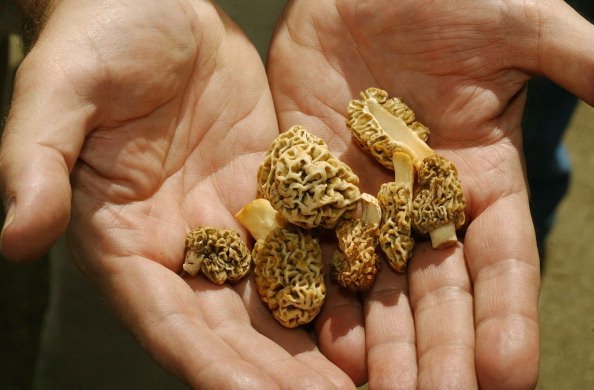 Mushroom lover Bill Windsor showed off a small collection of morel mushrooms he found recently. The morels have a meaty flavor. Denver Post photo by Karl Gehring. (4-26-03)
