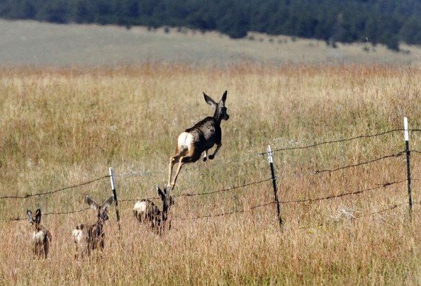 A grouping of mule deer make their way across the fencing in one area of the arsenal. The U.S. Fish and Wildlife Service will host a public meeting regarding the environmental assessment for the Rocky Flats National Wildlife Refuge land exchange and expan
