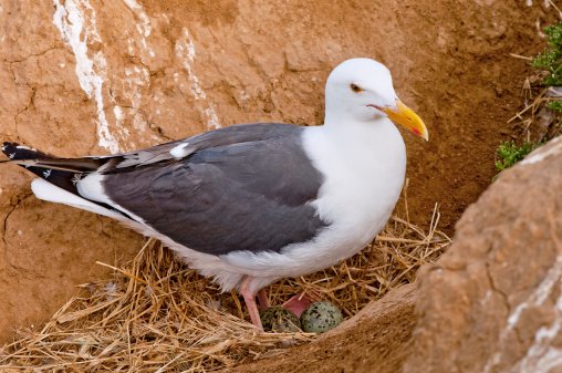 seagull (508x337)