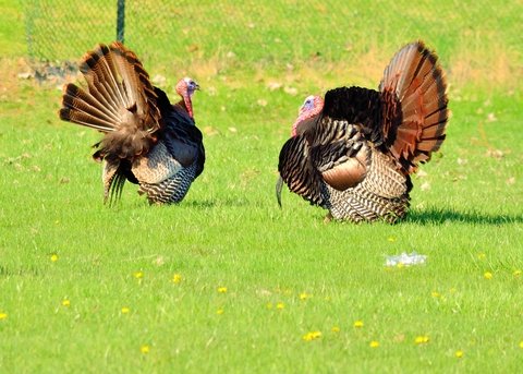 Spring Turkey Hunting Season Prep