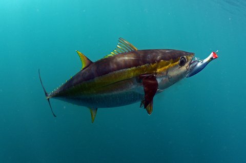 How Fish See: Does Color Really Matter? - LiveOutdoors