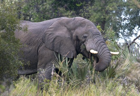 Botswana Elephant Hunting Ban Costs Villagers