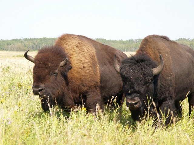 bison-2