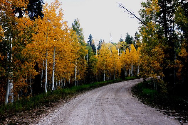 forest-road