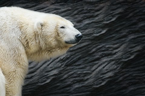 Female Bow Hunter Bags Polar Bear