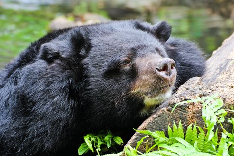 black bear sleep