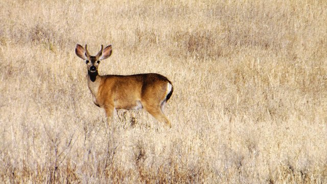 deer-brownfield