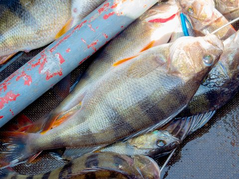 7 Tips for More Perch This Summer - LiveOutdoors