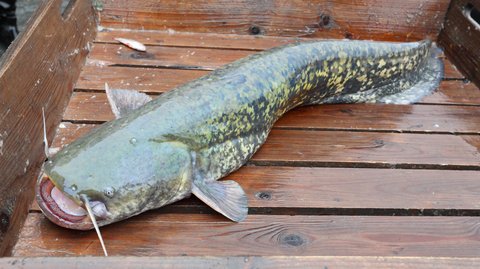 Catfish Wound Leads to Death of Virginia Fisherman - LiveOutdoors