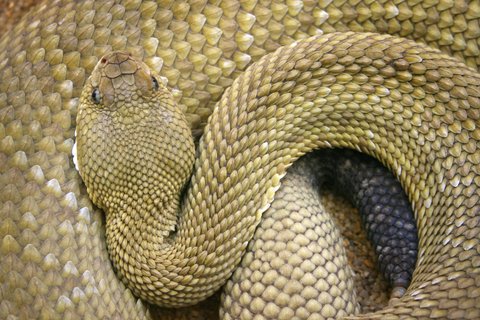 rattlesnake