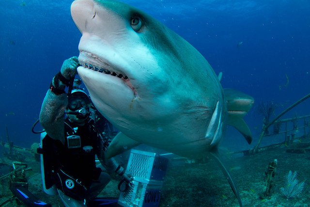 shark diver