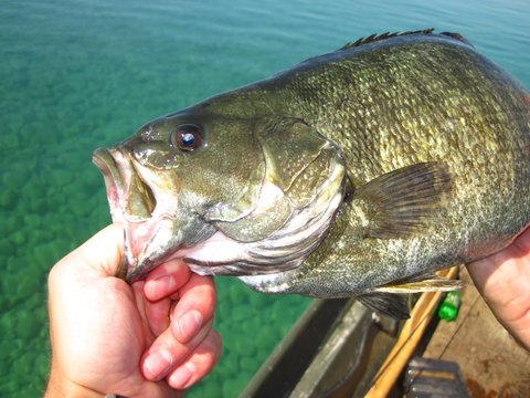4 Smallmouth Bass Lures To Catch More Fish - LiveOutdoors
