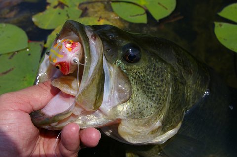 How To Trick Out Your Frog Lures For More Bass Action - LiveOutdoors