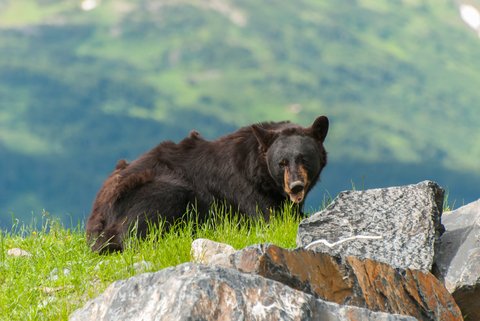 bear on mountain
