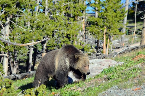 grizzly on hill