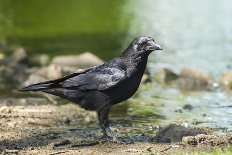 crow by river