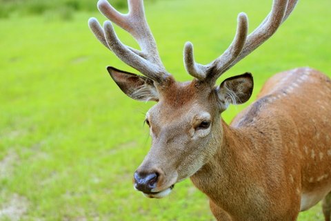 deer young buck