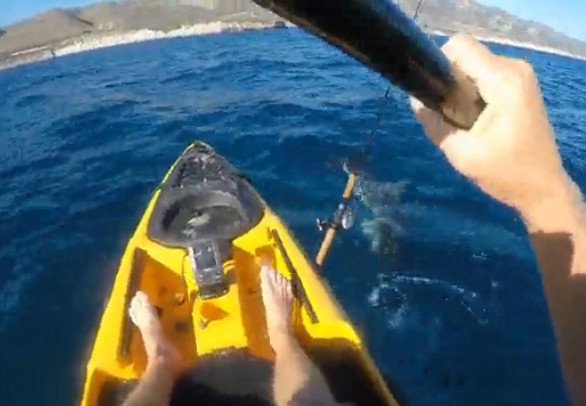 kayak-sharkattack