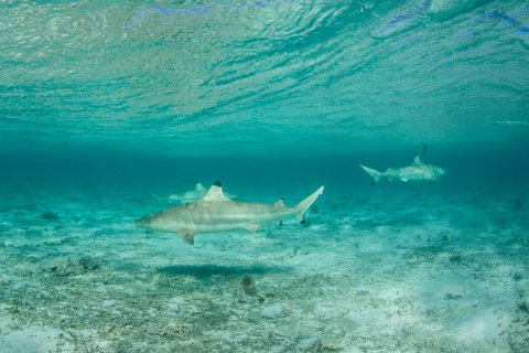 Watch Blacktip Sharks Hit Topwater Lures in Florida Surfbreak - LiveOutdoors