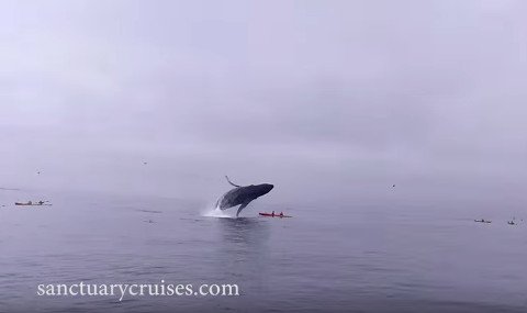 whale-kayakers
