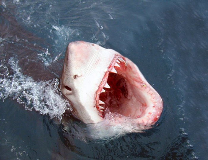 great white shark eating seal