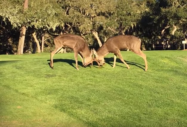 deer-fight-golf