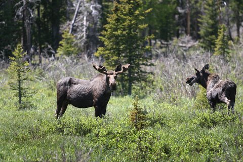moose two