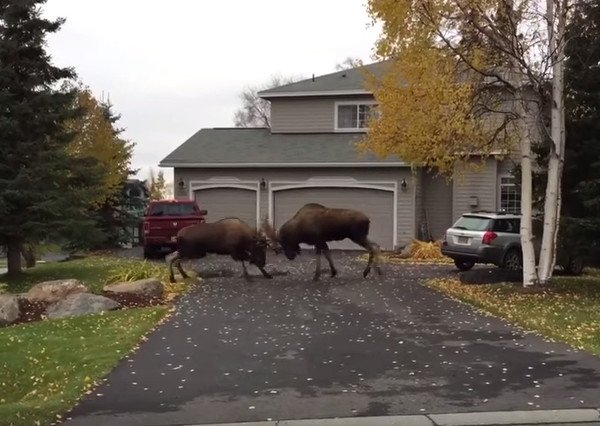 moose-fight