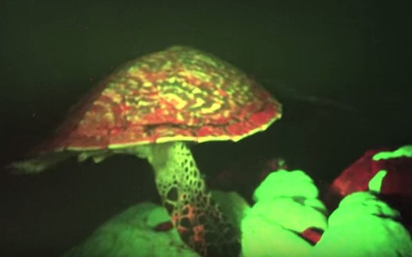 sea-turtle-glowing
