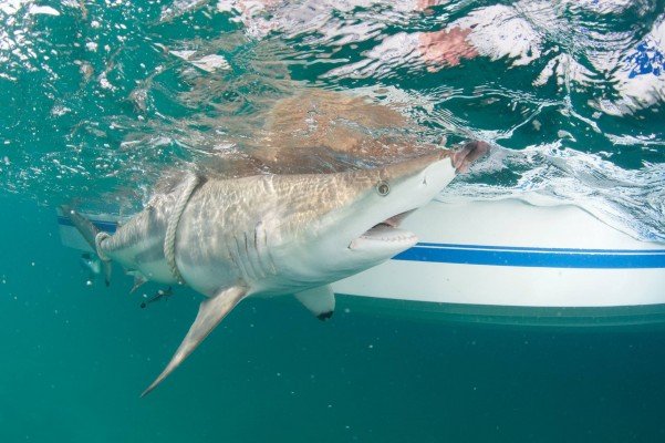 Thousands of sharks make annual migration off Florida coast – Orlando  Sentinel