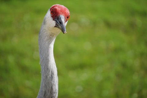 OUTDOORS: Sandhill cranes are once again making noise in area