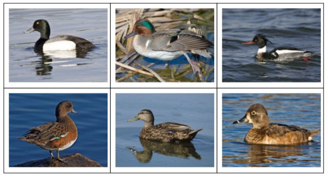 DuckHunt V4 docs - types-of-ducks