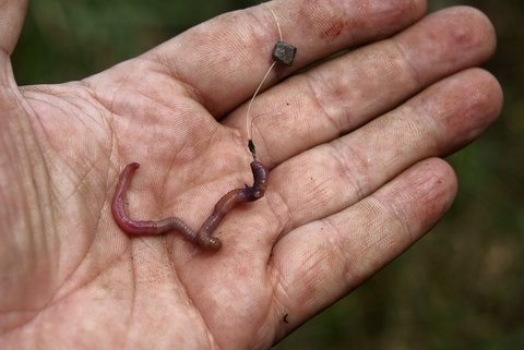 3 Simple Ways To Fish With Live Worms On The Bottom