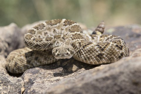 3 States Great for Hunting Snakes - LiveOutdoors