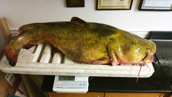 flathead catfish scale