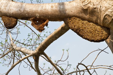 bee swarm tree