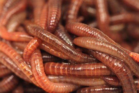 Red Wiggler Worms – Baracuda Fishing Tackle